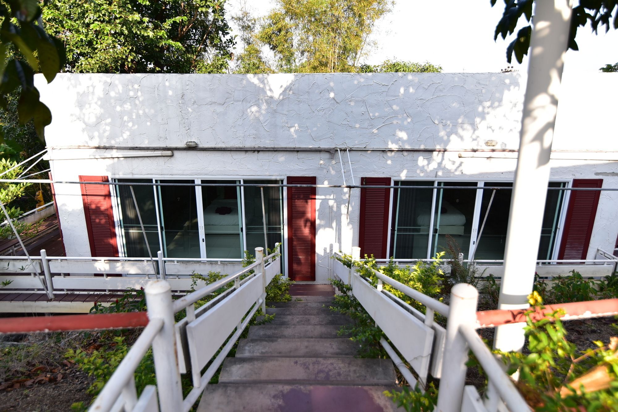 Bambusa Nakhon Ratchasima Luaran gambar