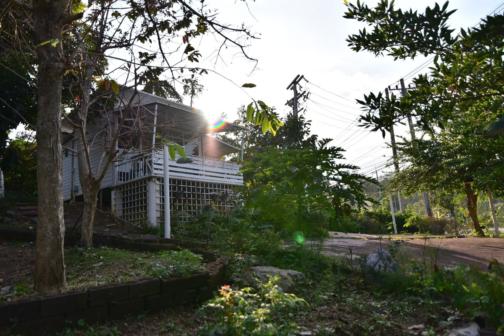 Bambusa Nakhon Ratchasima Luaran gambar